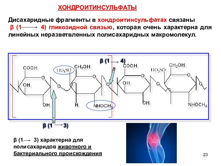 ХОНДРОИТИНСУЛЬФАТЫ Дисахаридные фрагменты в хондроитинсульфатах связаны β (1 4) гликозидной связью,