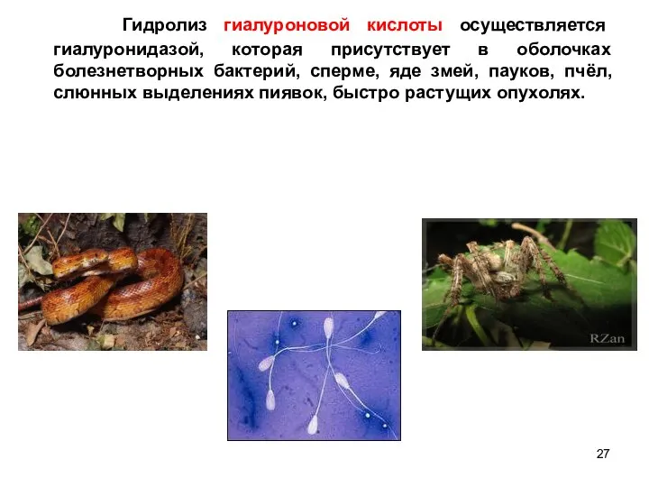 Гидролиз гиалуроновой кислоты осуществляется гиалуронидазой, которая присутствует в оболочках болезнетворных бактерий,