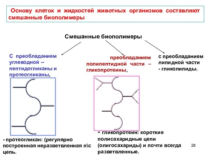 Основу клеток и жидкостей животных организмов составляют смешанные биополимеры С преобладанием