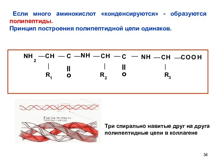 Если много аминокислот «конденсируются» - образуются полипептиды. Принцип построения полипептидной цепи