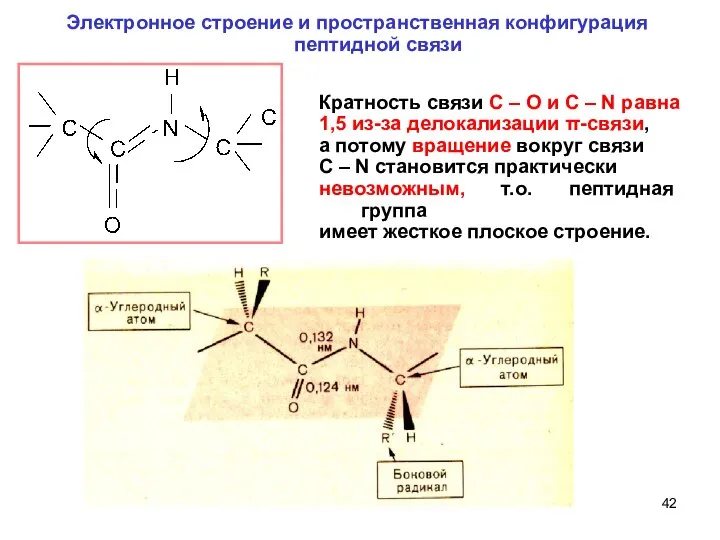 Электронное строение и пространственная конфигурация пептидной связи Кратность связи C –