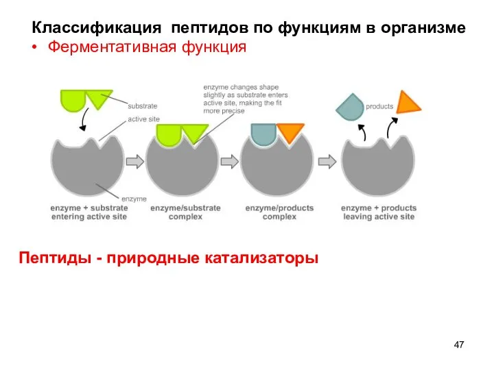 Классификация пептидов по функциям в организме Ферментативная функция Пептиды - природные катализаторы