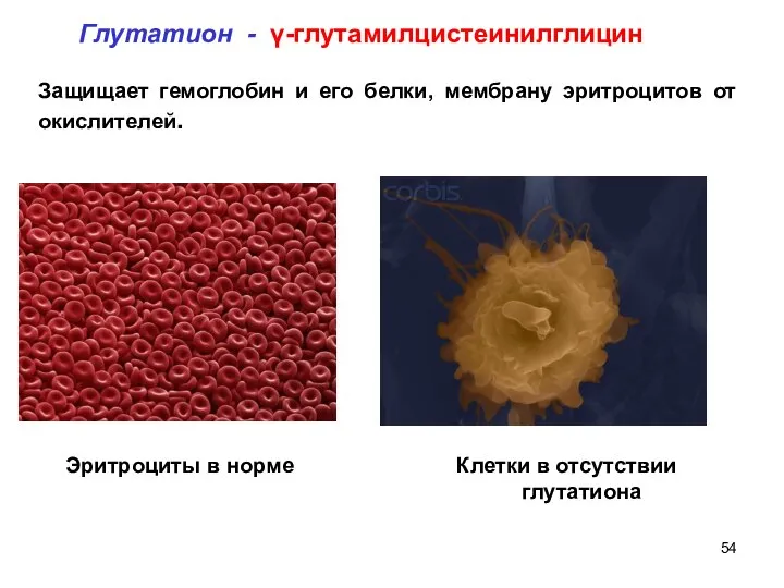 Эритроциты в норме Клетки в отсутствии глутатиона Защищает гемоглобин и его