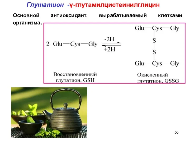 Основной антиоксидант, вырабатываемый клетками организма. Глутатион -γ-глутамилцистеинилглицин