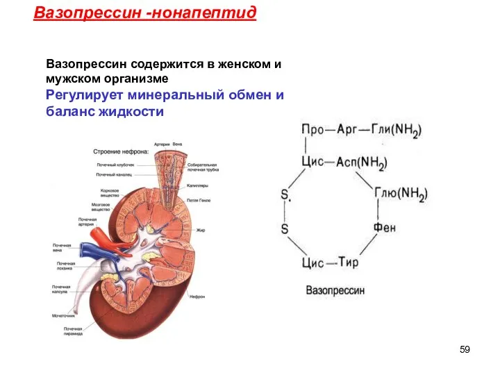 Вазопрессин -нонапептид Вазопрессин содержится в женском и мужском организме Регулирует минеральный обмен и баланс жидкости