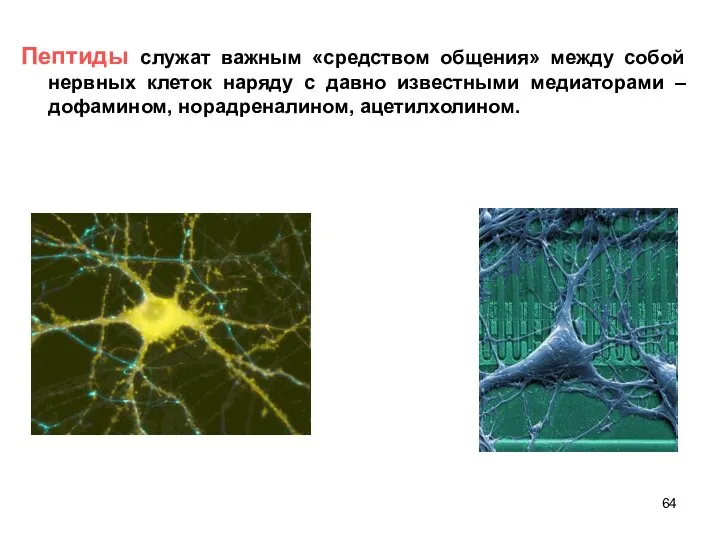 Пептиды служат важным «средством общения» между собой нервных клеток наряду с