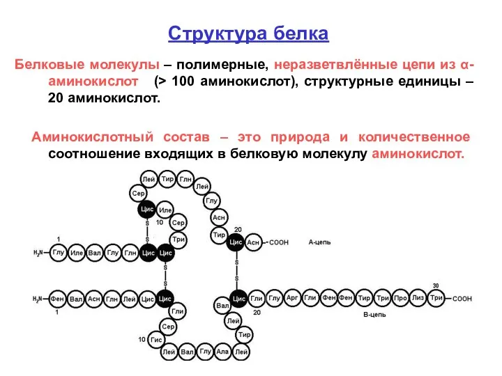 Структура белка Белковые молекулы – полимерные, неразветвлённые цепи из α-аминокислот (>