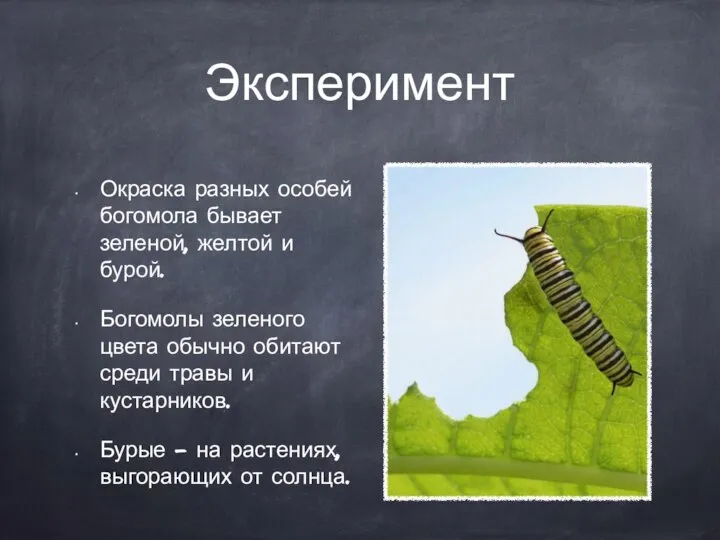 Эксперимент Окраска разных особей богомола бывает зеленой, желтой и бурой. Богомолы