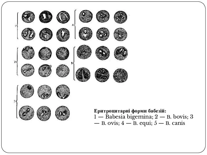 Еритроцитарні форми бабезій: 1 — Babesia bigemina; 2 — В. bovis;