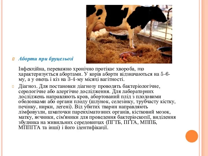 Аборти при бруцельозі Інфекційна, переважно хронічно протікає хвороба, що характеризується абортами.