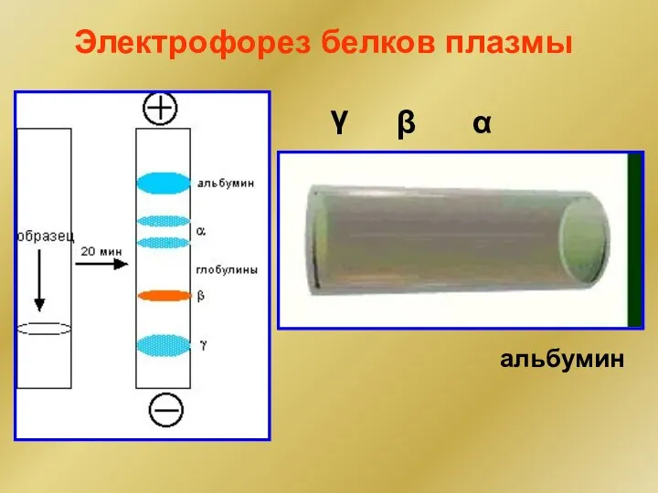 Электрофорез белков плазмы α β γ альбумин