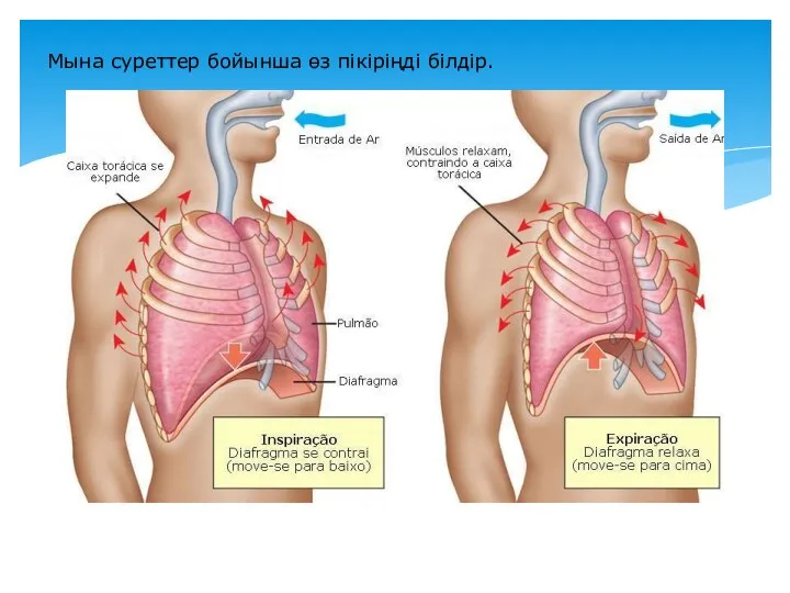 Мына суреттер бойынша өз пікіріңді білдір.