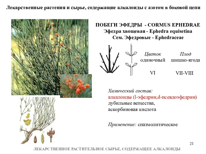 Лекарственные растения и сырье, содержащие алкалоиды с азотом в боковой цепи