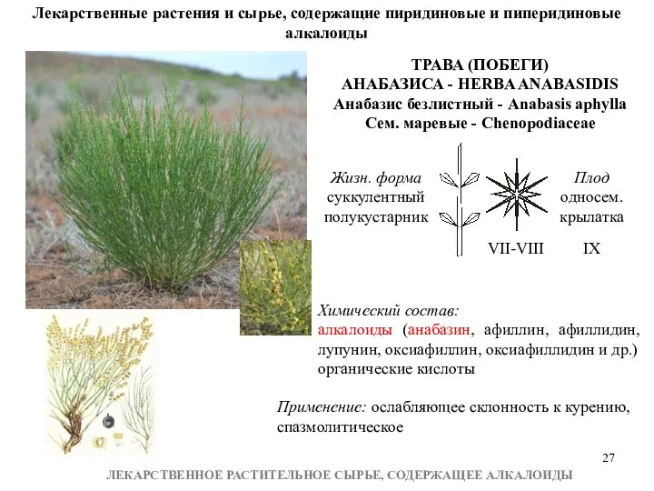 ЛЕКАРСТВЕННОЕ РАСТИТЕЛЬНОЕ СЫРЬЕ, СОДЕРЖАЩЕЕ АЛКАЛОИДЫ Лекарственные растения и сырье, содержащие пиридиновые