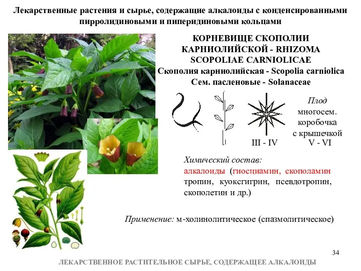 ЛЕКАРСТВЕННОЕ РАСТИТЕЛЬНОЕ СЫРЬЕ, СОДЕРЖАЩЕЕ АЛКАЛОИДЫ КОРНЕВИЩЕ СКОПОЛИИ КАРНИОЛИЙСКОЙ - RHIZOMA SCOPOLIAE