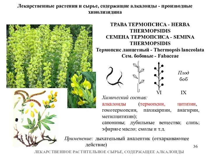 ЛЕКАРСТВЕННОЕ РАСТИТЕЛЬНОЕ СЫРЬЕ, СОДЕРЖАЩЕЕ АЛКАЛОИДЫ Лекарственные растения и сырье, содержащие алкалоиды