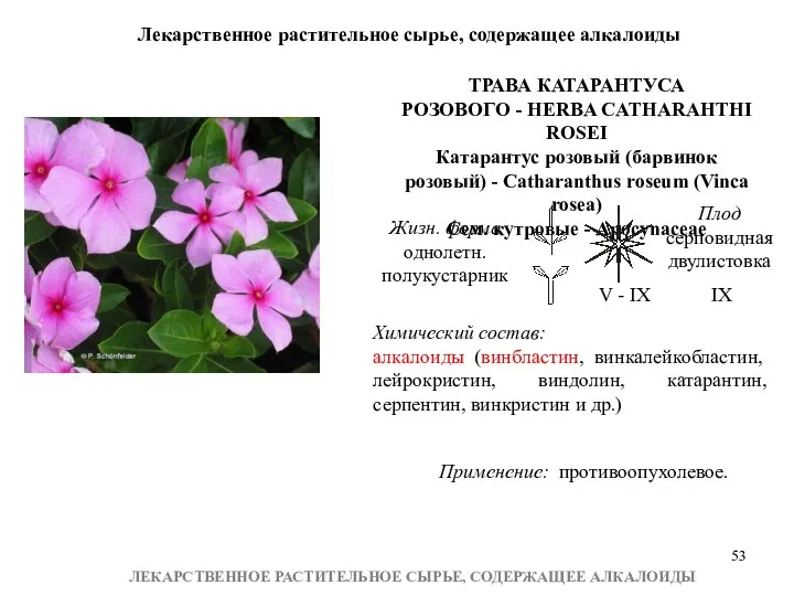 Лекарственное растительное сырье, содержащее алкалоиды ЛЕКАРСТВЕННОЕ РАСТИТЕЛЬНОЕ СЫРЬЕ, СОДЕРЖАЩЕЕ АЛКАЛОИДЫ ТРАВА