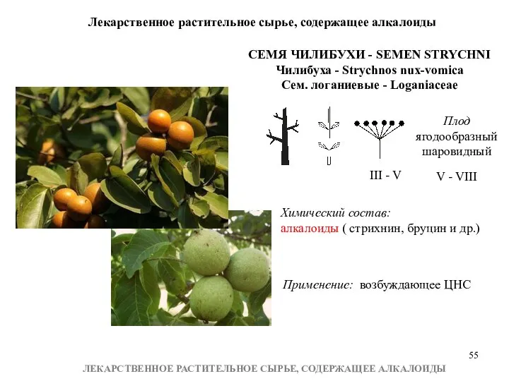 Лекарственное растительное сырье, содержащее алкалоиды ЛЕКАРСТВЕННОЕ РАСТИТЕЛЬНОЕ СЫРЬЕ, СОДЕРЖАЩЕЕ АЛКАЛОИДЫ СЕМЯ