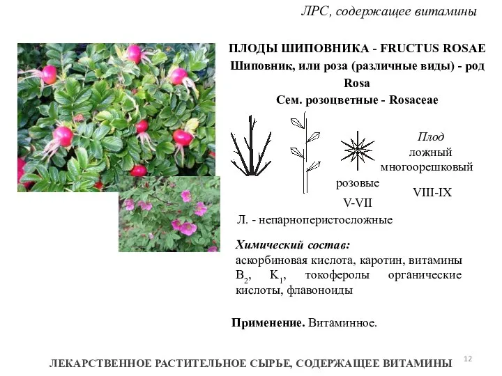 ЛРС, содержащее витамины ЛЕКАРСТВЕННОЕ РАСТИТЕЛЬНОЕ СЫРЬЕ, СОДЕРЖАЩЕЕ ВИТАМИНЫ ПЛОДЫ ШИПОВНИКА -