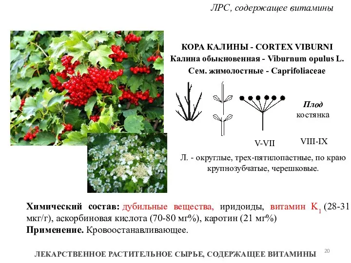 ЛРС, содержащее витамины ЛЕКАРСТВЕННОЕ РАСТИТЕЛЬНОЕ СЫРЬЕ, СОДЕРЖАЩЕЕ ВИТАМИНЫ КОРА КАЛИНЫ -