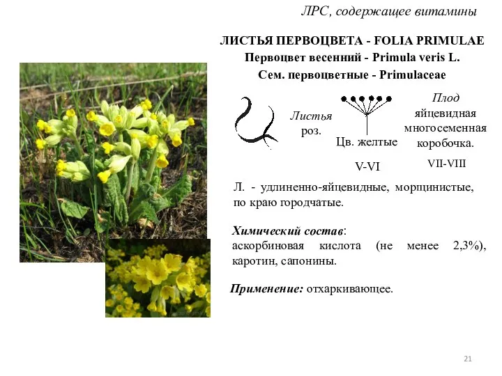 ЛИСТЬЯ ПЕРВОЦВЕТА - FOLIA PRIMULAE Первоцвет весенний - Primula veris L.