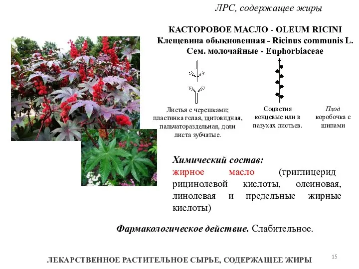 ЛЕКАРСТВЕННОЕ РАСТИТЕЛЬНОЕ СЫРЬЕ, СОДЕРЖАЩЕЕ ЖИРЫ КАСТОРОВОЕ МАСЛО - OLEUM RICINI Клещевина