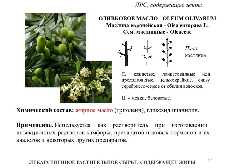 ЛЕКАРСТВЕННОЕ РАСТИТЕЛЬНОЕ СЫРЬЕ, СОДЕРЖАЩЕЕ ЖИРЫ ЛРС, содержащее жиры ОЛИВКОВОЕ МАСЛО -