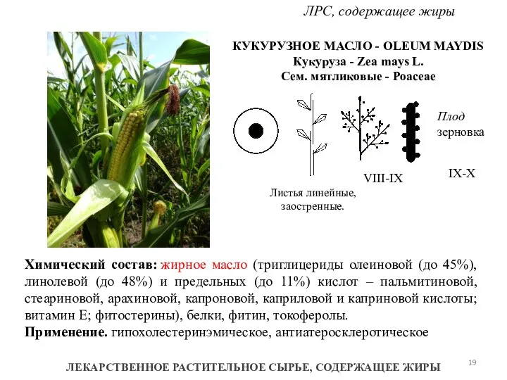 ЛЕКАРСТВЕННОЕ РАСТИТЕЛЬНОЕ СЫРЬЕ, СОДЕРЖАЩЕЕ ЖИРЫ ЛРС, содержащее жиры КУКУРУЗНОЕ МАСЛО -