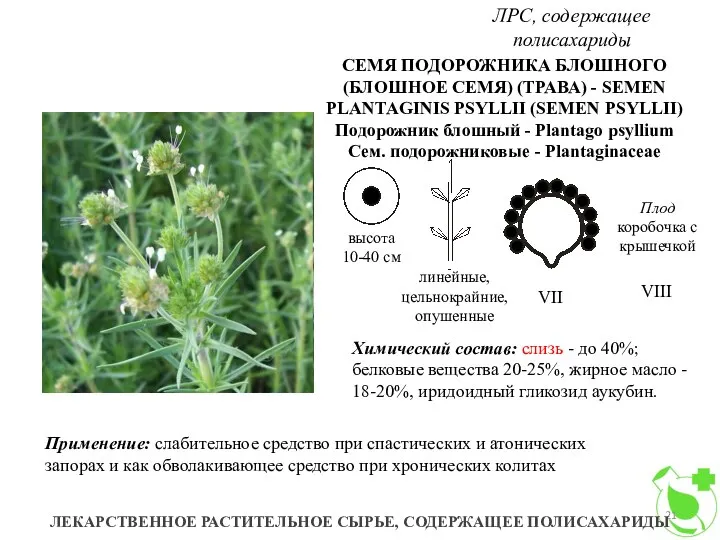 ЛРС, содержащее полисахариды ЛЕКАРСТВЕННОЕ РАСТИТЕЛЬНОЕ СЫРЬЕ, СОДЕРЖАЩЕЕ ПОЛИСАХАРИДЫ СЕМЯ ПОДОРОЖНИКА БЛОШНОГО