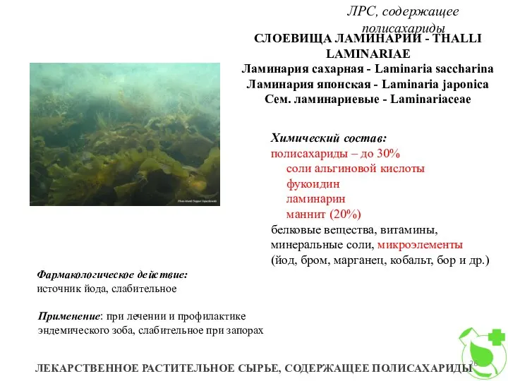 ЛРС, содержащее полисахариды ЛЕКАРСТВЕННОЕ РАСТИТЕЛЬНОЕ СЫРЬЕ, СОДЕРЖАЩЕЕ ПОЛИСАХАРИДЫ СЛОЕВИЩА ЛАМИНАРИИ -