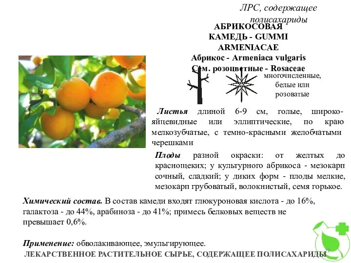 ЛРС, содержащее полисахариды ЛЕКАРСТВЕННОЕ РАСТИТЕЛЬНОЕ СЫРЬЕ, СОДЕРЖАЩЕЕ ПОЛИСАХАРИДЫ АБРИКОСОВАЯ КАМЕДЬ -