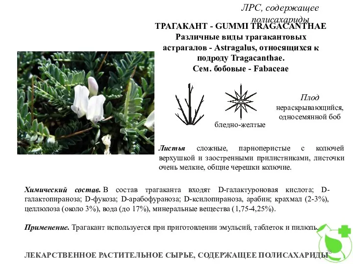 ЛРС, содержащее полисахариды ЛЕКАРСТВЕННОЕ РАСТИТЕЛЬНОЕ СЫРЬЕ, СОДЕРЖАЩЕЕ ПОЛИСАХАРИДЫ ТРАГАКАНТ - GUMMI