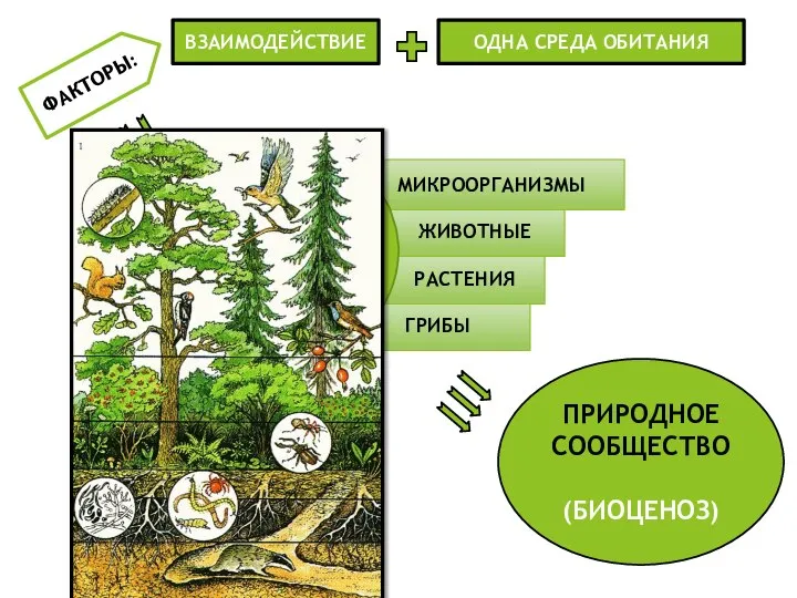 ГРИБЫ РАСТЕНИЯ ЖИВОТНЫЕ МИКРООРГАНИЗМЫ ЖИВЫЕ ОРГАНИЗМЫ ФАКТОРЫ: ВЗАИМОДЕЙСТВИЕ ОДНА СРЕДА ОБИТАНИЯ ПРИРОДНОЕ СООБЩЕСТВО (БИОЦЕНОЗ)