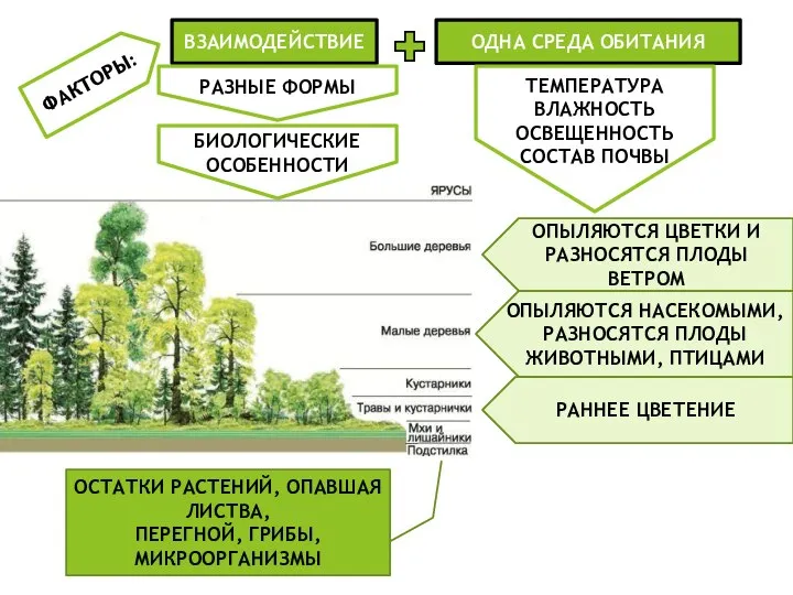 ФАКТОРЫ: ВЗАИМОДЕЙСТВИЕ ОДНА СРЕДА ОБИТАНИЯ РАЗНЫЕ ФОРМЫ БИОЛОГИЧЕСКИЕ ОСОБЕННОСТИ ТЕМПЕРАТУРА ВЛАЖНОСТЬ