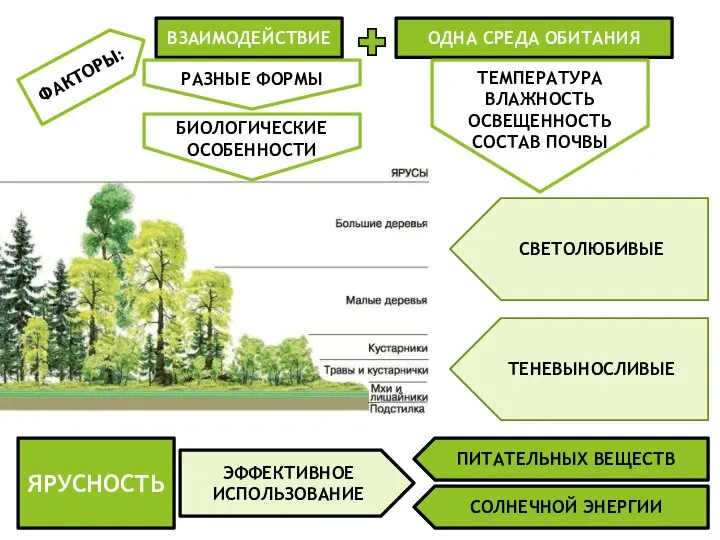 ФАКТОРЫ: ВЗАИМОДЕЙСТВИЕ ОДНА СРЕДА ОБИТАНИЯ РАЗНЫЕ ФОРМЫ БИОЛОГИЧЕСКИЕ ОСОБЕННОСТИ ТЕМПЕРАТУРА ВЛАЖНОСТЬ