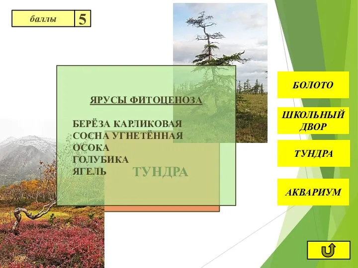 ТУНДРА ТУНДРА АКВАРИУМ ШКОЛЬНЫЙ ДВОР БОЛОТО ЯРУСЫ ФИТОЦЕНОЗА БЕРЁЗА КАРЛИКОВАЯ СОСНА УГНЕТЁННАЯ ОСОКА ГОЛУБИКА ЯГЕЛЬ