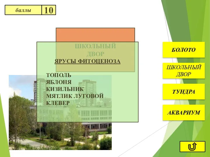 ШКОЛЬНЫЙ ДВОР ШКОЛЬНЫЙ ДВОР АКВАРИУМ ТУНДРА БОЛОТО ЯРУСЫ ФИТОЦЕНОЗА ТОПОЛЬ ЯБЛОНЯ КИЗИЛЬНИК МЯТЛИК ЛУГОВОЙ КЛЕВЕР