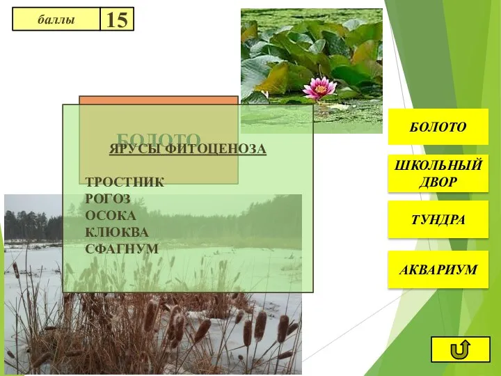 БОЛОТО БОЛОТО АКВАРИУМ ТУНДРА ШКОЛЬНЫЙ ДВОР ЯРУСЫ ФИТОЦЕНОЗА ТРОСТНИК РОГОЗ ОСОКА КЛЮКВА СФАГНУМ