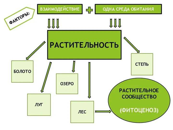 ФАКТОРЫ: ВЗАИМОДЕЙСТВИЕ ОДНА СРЕДА ОБИТАНИЯ РАСТИТЕЛЬНОСТЬ СТЕПЬ ЛУГ БОЛОТО ОЗЕРО РАСТИТЕЛЬНОЕ СООБЩЕСТВО (ФИТОЦЕНОЗ) ЛЕС