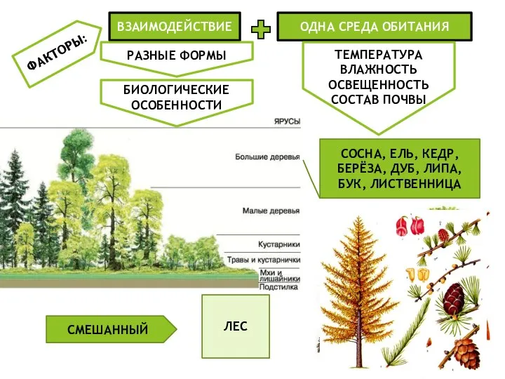 ФАКТОРЫ: ВЗАИМОДЕЙСТВИЕ ОДНА СРЕДА ОБИТАНИЯ ЛЕС РАЗНЫЕ ФОРМЫ БИОЛОГИЧЕСКИЕ ОСОБЕННОСТИ ТЕМПЕРАТУРА