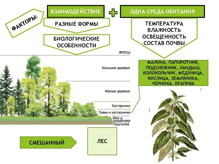 ФАКТОРЫ: ВЗАИМОДЕЙСТВИЕ ОДНА СРЕДА ОБИТАНИЯ ЛЕС РАЗНЫЕ ФОРМЫ БИОЛОГИЧЕСКИЕ ОСОБЕННОСТИ ТЕМПЕРАТУРА