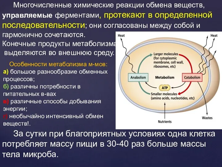 Многочисленные химические реакции обмена веществ, управляемые ферментами, протекают в определенной последовательности;