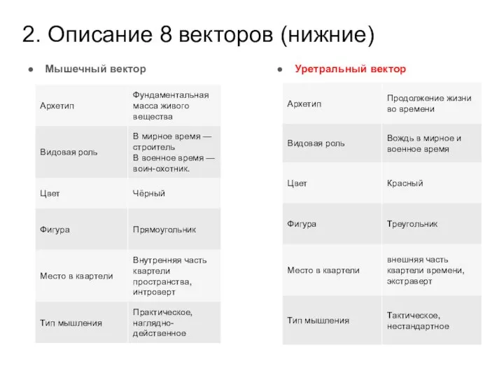 2. Описание 8 векторов (нижние) Мышечный вектор Уретральный вектор