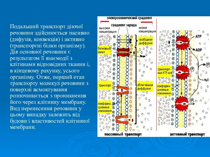 Подальший транспорт діючої речовини здійснюється пасивно (дифузія, конвекція) і активно (транспортні