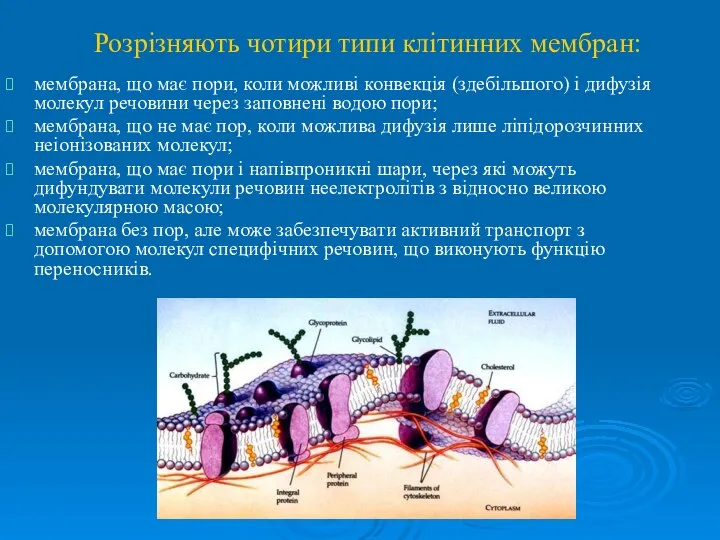 Розрізняють чотири типи клітинних мембран: мембрана, що має пори, коли можливі