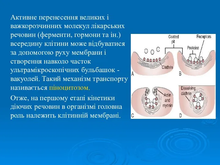 Активне перенесення великих і важкорозчинних молекул лікарських речовин (ферменти, гормони та