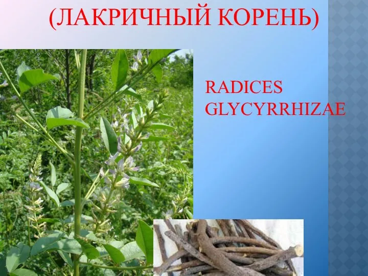 RADICES GLYCYRRHIZAE (ЛАКРИЧНЫЙ КОРЕНЬ)