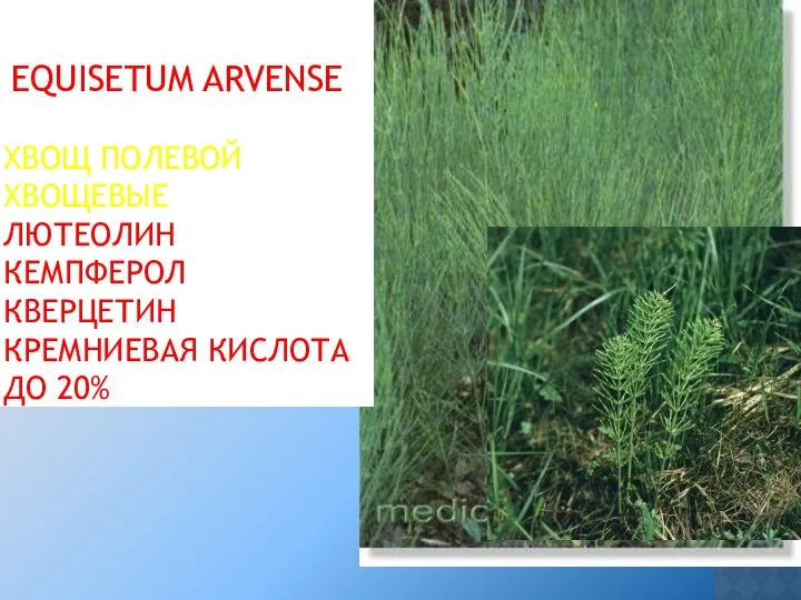 EQUISETUM ARVENSE ХВОЩ ПОЛЕВОЙ ХВОЩЕВЫЕ ЛЮТЕОЛИН КЕМПФЕРОЛ КВЕРЦЕТИН КРЕМНИЕВАЯ КИСЛОТА ДО 20%