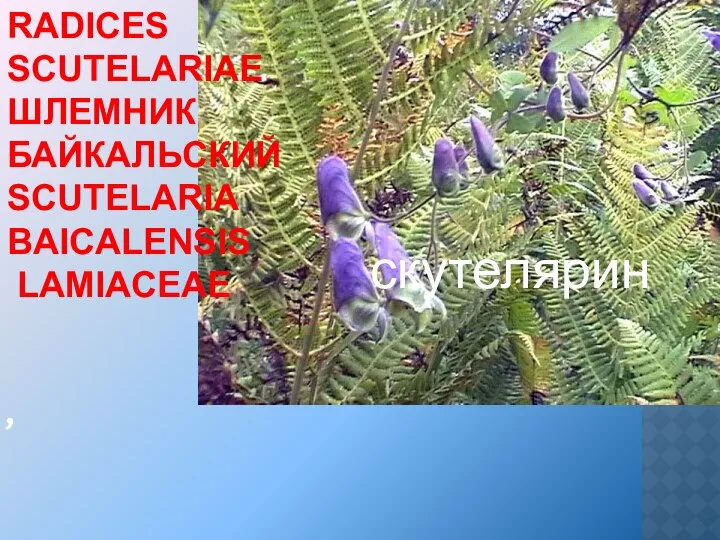 , RADICES SCUTELARIAE ШЛЕМНИК БАЙКАЛЬСКИЙ SCUTELARIA BAICALENSIS LAMIACEAE скутелярин