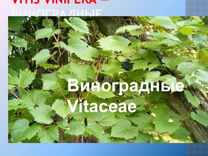 VITIS VINIFERA —ВИНОГРАДНЫЕ. Виноградные Vitaceae .